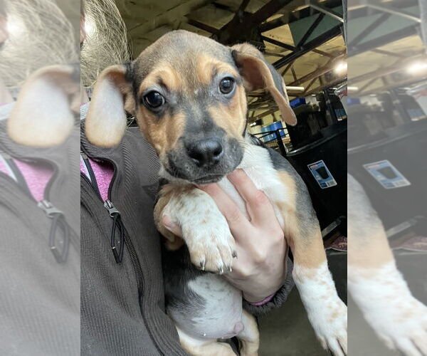 Medium Photo #11 Mutt Puppy For Sale in Foristell, MO, USA