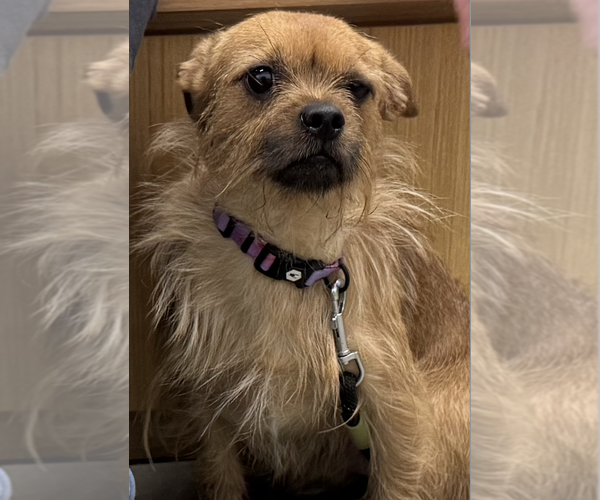 Medium Photo #1 Border Terrier-Unknown Mix Puppy For Sale in Decatur, GA, USA