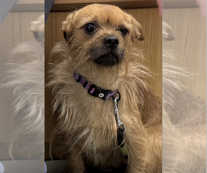 Border Terrier-Unknown Mix Dogs for adoption in Decatur, GA, USA