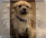 Rufus - Male Border Terrier-Unknown Mix Dog for Adoption - Small photo