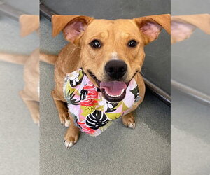 Labrador Retriever-Unknown Mix Dogs for adoption in Fayetteville, NC, USA