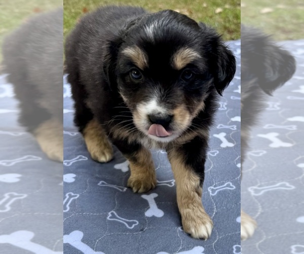 Medium Photo #3 Australian Shepherd Puppy For Sale in SALISBURY, NC, USA