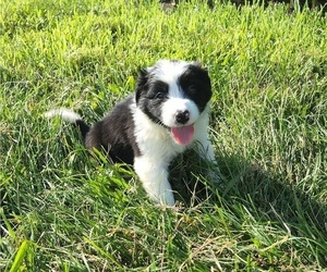 Border Collie Puppy for sale in SAVOY, IL, USA