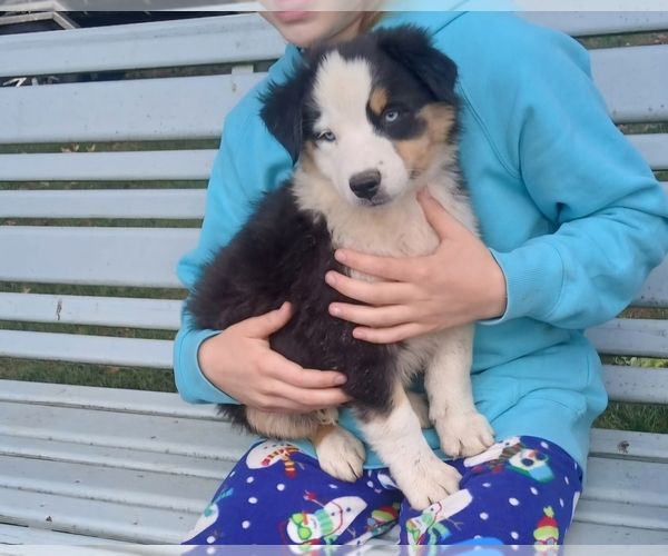 Medium Photo #1 Miniature Australian Shepherd Puppy For Sale in MILTON, WI, USA