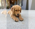 Small #5 Golden Retriever