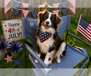 Father of the Miniature Australian Shepherd puppies born on 04/24/2026