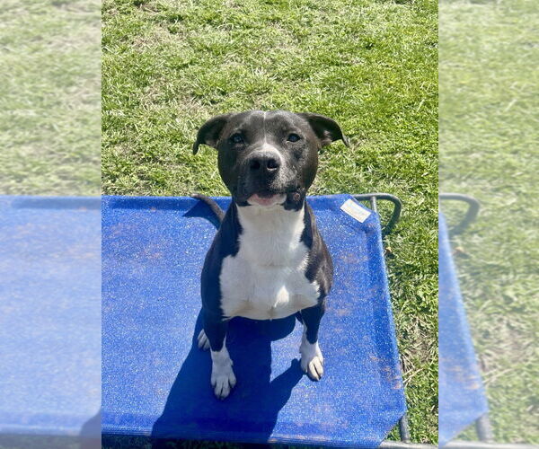 Medium Photo #4 Bullboxer Pit Puppy For Sale in Bolivar, MO, USA