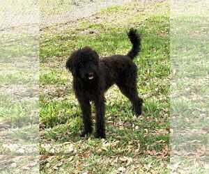 Poodle (Standard)-Unknown Mix Dogs for adoption in Valrico, FL, USA