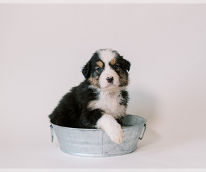 Australian Shepherd Puppy for sale in LA RUE, OH, USA