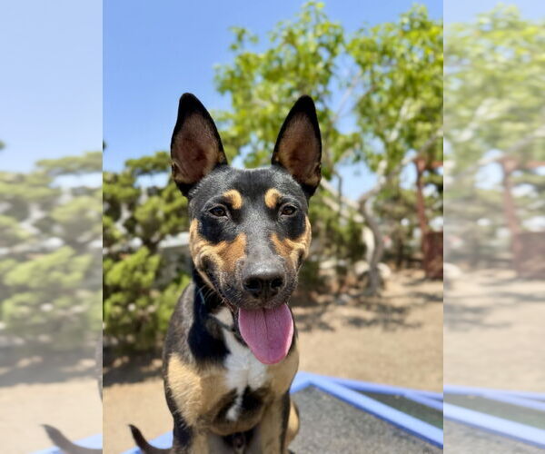 Medium Photo #7 Mutt Puppy For Sale in Seal Beach, CA, USA