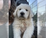 Puppy Orange Great Pyrenees