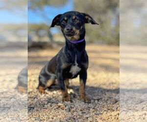 Doxie-Pin Dogs for adoption in PIPE CREEK, TX, USA