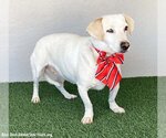 Small Photo #2 Dachshund-Labrador Retriever Mix Puppy For Sale in San Diego, CA, USA