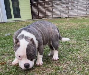 American Bully Puppy for sale in BATON ROUGE, LA, USA