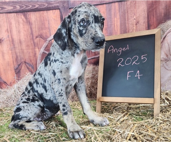 Medium Photo #13 Catahoula Leopard Dog Puppy For Sale in CUMBY, TX, USA