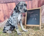 Small #12 Catahoula Leopard Dog
