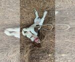 Small #5 English Springer Spaniel