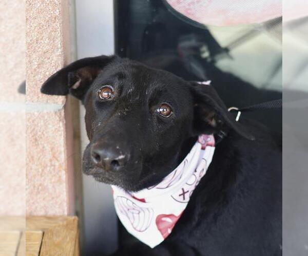 Medium Photo #1 German Shepherd Dog-Unknown Mix Puppy For Sale in San Antonio, TX, USA