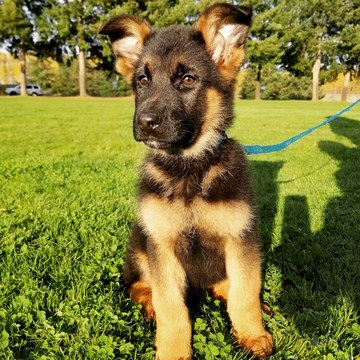 Medium Photo #3 German Shepherd Dog Puppy For Sale in CASTLE ROCK, WA, USA