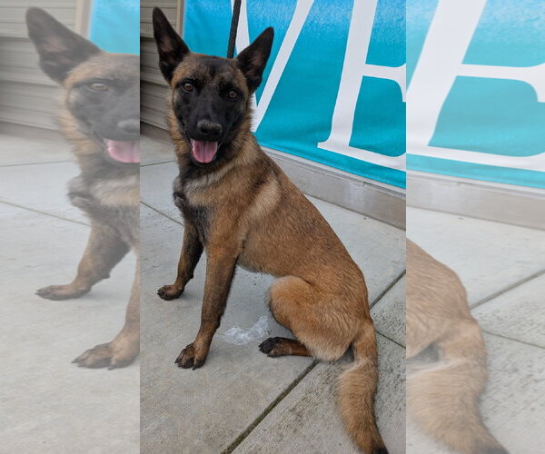 Medium Photo #3 Mutt Puppy For Sale in Salinas, CA, USA