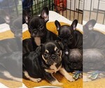 Small Photo #1 French Bulldog Puppy For Sale in CAPE CORAL, FL, USA
