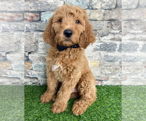 Goldendoodle Dogs for adoption in Corona, CA, USA