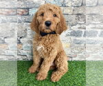 Small Goldendoodle
