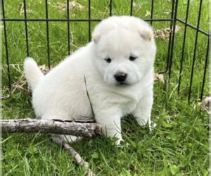 Shiba Inu Puppy for sale in MOUNT PLEASANT, MI, USA