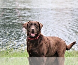 Labrador Retriever Dogs for adoption in SYRACUSE, IN, USA