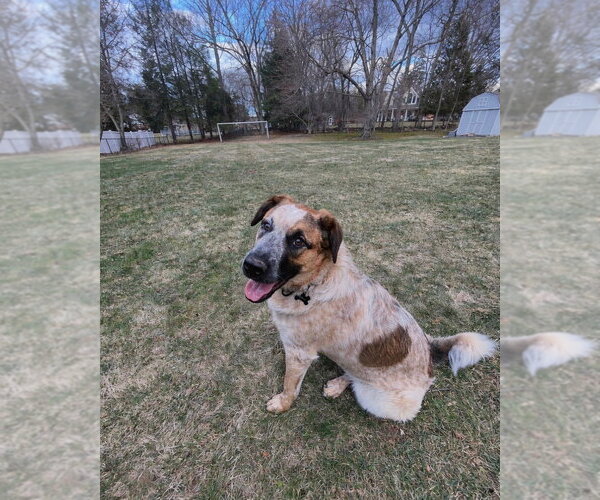 Medium Photo #7 Labrador Retriever-Unknown Mix Puppy For Sale in Brewster, NY, USA