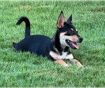 Small #2 Mutt