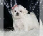 Small #2 Maltese
