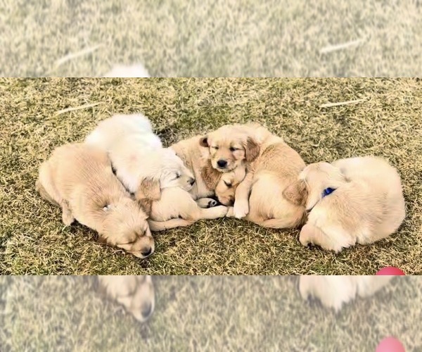 Medium Photo #1 Golden Retriever Puppy For Sale in SISTERS, OR, USA