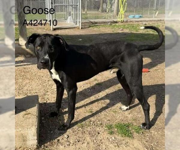 Medium Photo #2 Great Dane-Unknown Mix Puppy For Sale in Conroe, TX, USA