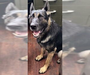 German Shepherd Dog Dogs for adoption in Rockaway, NJ, USA