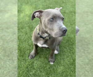 American Pit Bull Terrier Dogs for adoption in Berkeley, CA, USA