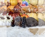 Small #9 Dachshund