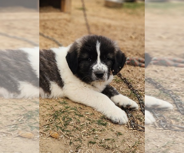 Medium Photo #8 Anatolian Shepherd Puppy For Sale in CUMBY, TX, USA