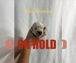 Puppy Bronze English Cream Golden Retriever