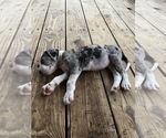 Small Photo #9 Great Dane Puppy For Sale in TUSCUMBIA, AL, USA