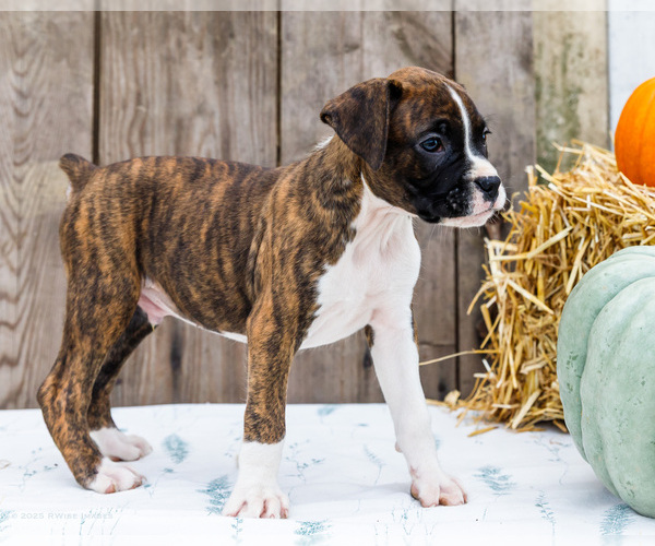 Medium Photo #13 Boxer Puppy For Sale in WAKARUSA, IN, USA