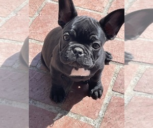French Bulldog Puppy for Sale in ELVERTA, California USA