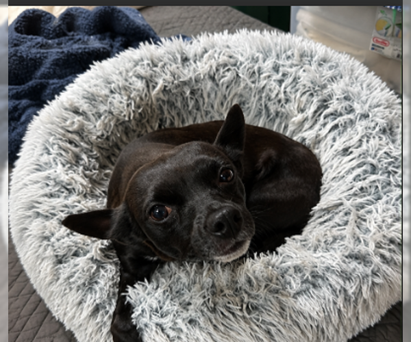 Medium Photo #2 Chihuahua-Unknown Mix Puppy For Sale in Cranston, RI, USA
