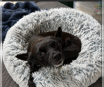Small #1 Chihuahua Mix