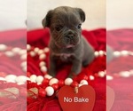 Puppy NoBake French Bulldog