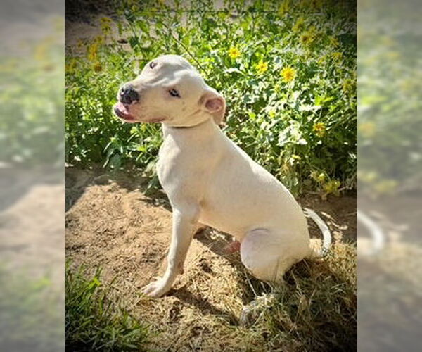 Medium Photo #3 American Pit Bull Terrier Puppy For Sale in Pleasanton, TX, USA