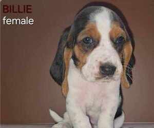 Basset Hound Puppy for Sale in DALLAS, Texas USA