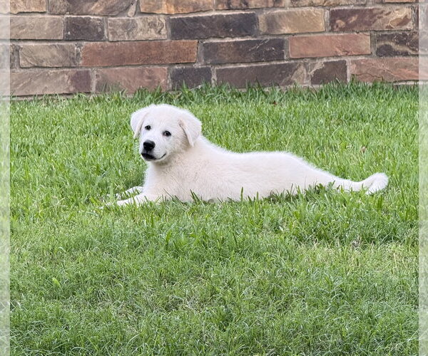 Medium Photo #2 Labrenees Puppy For Sale in Rockaway, NJ, USA