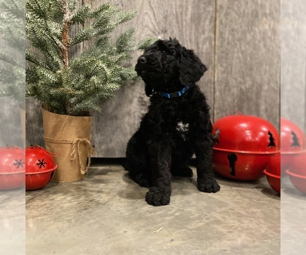 Medium Photo #1 Goldendoodle-Poodle (Standard) Mix Puppy For Sale in SURGOINSVILLE, TN, USA