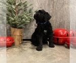 Small Photo #1 Goldendoodle-Poodle (Standard) Mix Puppy For Sale in SURGOINSVILLE, TN, USA